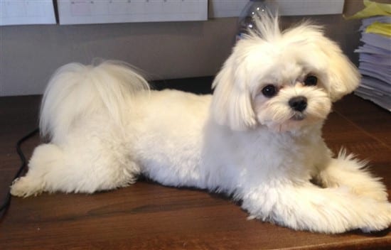 maltese-hair-cut-shaved-body-long-tail-and-top